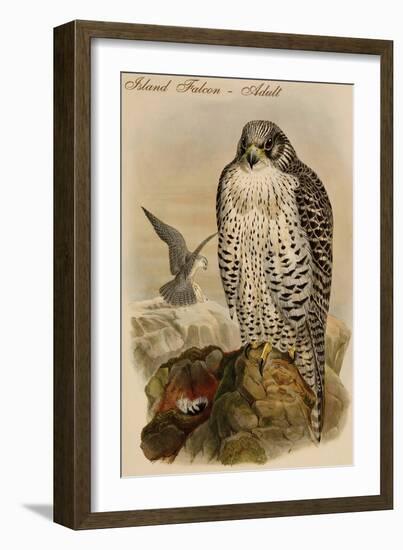 Island Falcon - Adult-John Gould-Framed Art Print