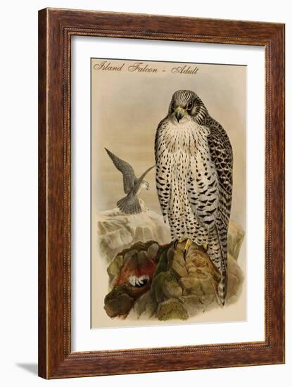 Island Falcon - Adult-John Gould-Framed Art Print