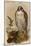 Island Falcon - Adult-John Gould-Mounted Art Print