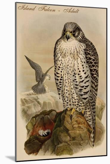 Island Falcon - Adult-John Gould-Mounted Art Print