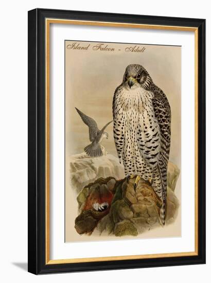 Island Falcon - Adult-John Gould-Framed Art Print