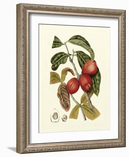 Island Fruits III-Berthe Hoola Van Nooten-Framed Art Print