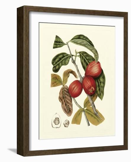 Island Fruits III-Berthe Hoola Van Nooten-Framed Art Print