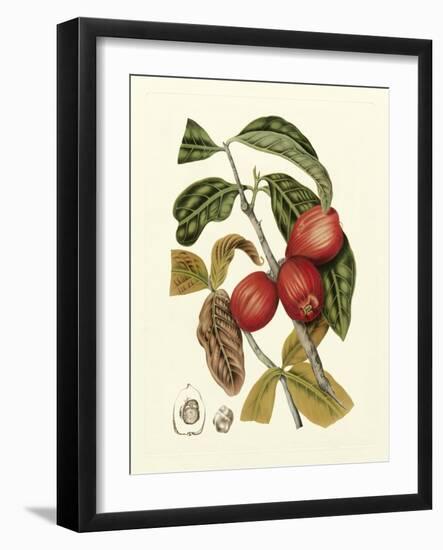 Island Fruits III-Berthe Hoola Van Nooten-Framed Art Print