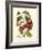 Island Fruits III-Berthe Hoola Van Nooten-Framed Art Print