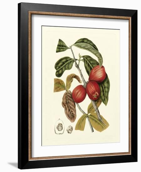 Island Fruits III-Berthe Hoola Van Nooten-Framed Art Print