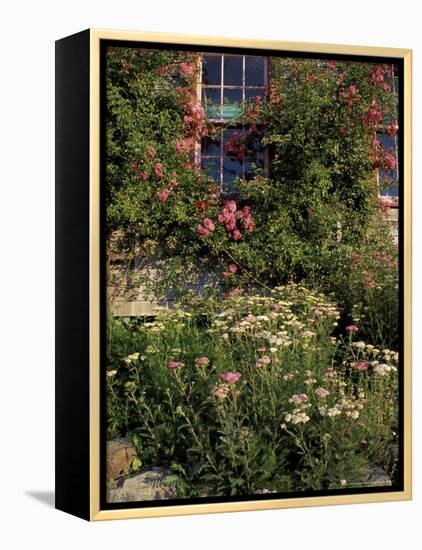 Island Garden, Maine, USA-Jerry & Marcy Monkman-Framed Premier Image Canvas