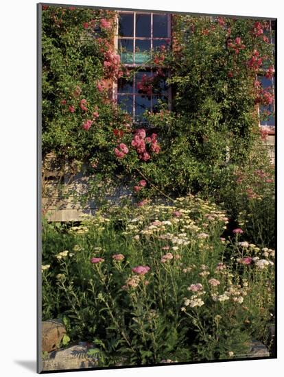 Island Garden, Maine, USA-Jerry & Marcy Monkman-Mounted Photographic Print