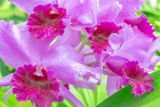 Cattleya Orchid-Island Leigh-Photographic Print