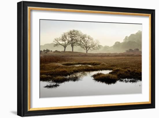 Island Oak Trees-Alan Blaustein-Framed Photographic Print