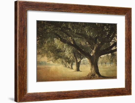 Island Oak-William Guion-Framed Giclee Print