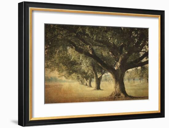 Island Oak-William Guion-Framed Giclee Print