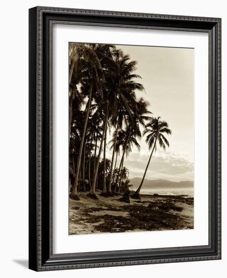 Island Palms I-null-Framed Photographic Print