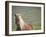 Islandic Horse with Flowing Light Colored Mane, Iceland-Joan Loeken-Framed Photographic Print