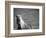 Islandic Horse with Flowing Light Colored Mane, Iceland-Joan Loeken-Framed Photographic Print