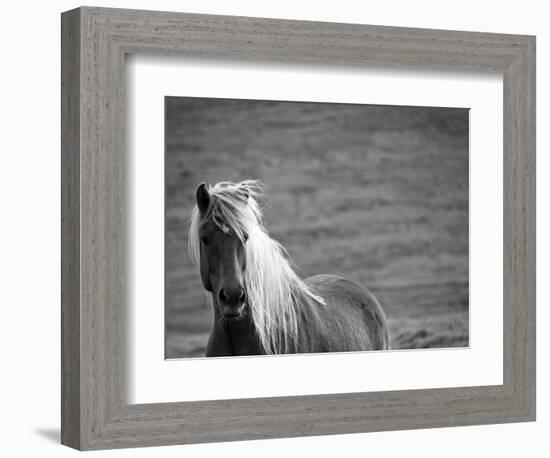 Islandic Horse with Flowing Light Colored Mane, Iceland-Joan Loeken-Framed Photographic Print