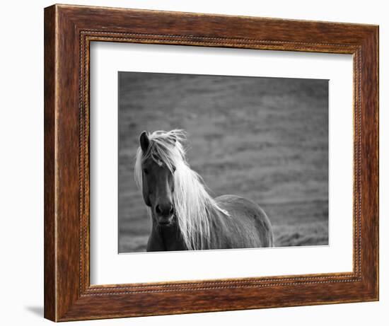 Islandic Horse with Flowing Light Colored Mane, Iceland-Joan Loeken-Framed Photographic Print