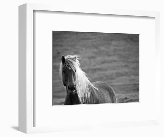 Islandic Horse with Flowing Light Colored Mane, Iceland-Joan Loeken-Framed Photographic Print