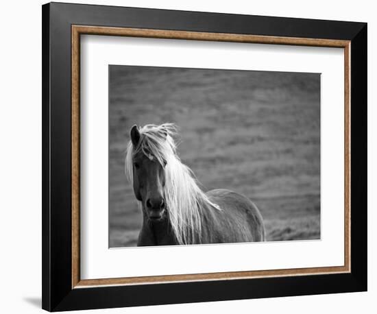 Islandic Horse with Flowing Light Colored Mane, Iceland-Joan Loeken-Framed Photographic Print