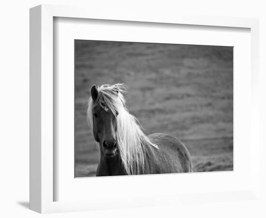 Islandic Horse with Flowing Light Colored Mane, Iceland-Joan Loeken-Framed Photographic Print