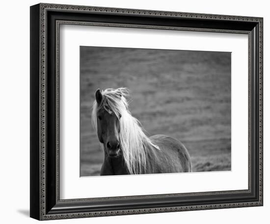 Islandic Horse with Flowing Light Colored Mane, Iceland-Joan Loeken-Framed Photographic Print