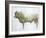 Islay Bull, 2004-Lincoln Seligman-Framed Giclee Print
