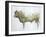 Islay Bull, 2004-Lincoln Seligman-Framed Giclee Print