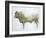 Islay Bull, 2004-Lincoln Seligman-Framed Giclee Print