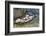 Isle of Arran, Firth of Clyde, Scotland, UK-Nadia Isakova-Framed Photographic Print