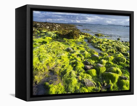 Isle of Lewis, Coast at the Eye Peninsula. Scotland in July-Martin Zwick-Framed Premier Image Canvas