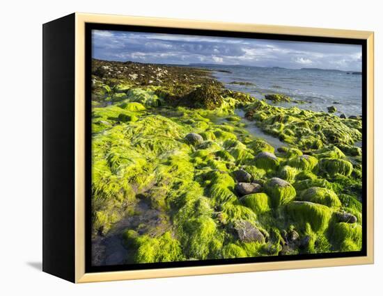 Isle of Lewis, Coast at the Eye Peninsula. Scotland in July-Martin Zwick-Framed Premier Image Canvas