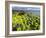 Isle of Lewis, Coast at the Eye Peninsula. Scotland in July-Martin Zwick-Framed Photographic Print