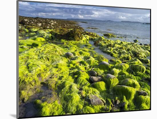 Isle of Lewis, Coast at the Eye Peninsula. Scotland in July-Martin Zwick-Mounted Photographic Print