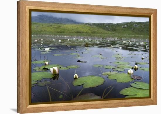 Isle of Lewis, European White Water Lily in Pond. Scotland-Martin Zwick-Framed Premier Image Canvas