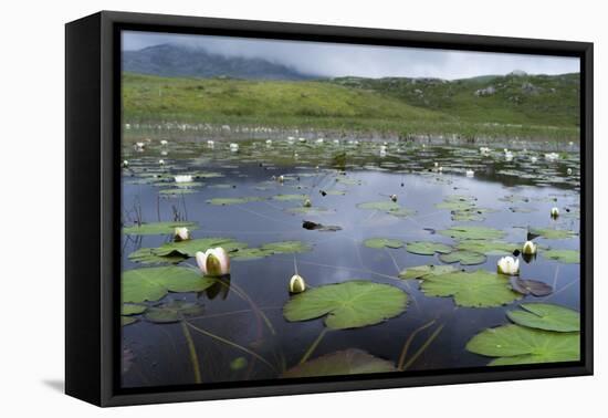 Isle of Lewis, European White Water Lily in Pond. Scotland-Martin Zwick-Framed Premier Image Canvas