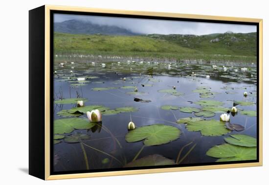 Isle of Lewis, European White Water Lily in Pond. Scotland-Martin Zwick-Framed Premier Image Canvas