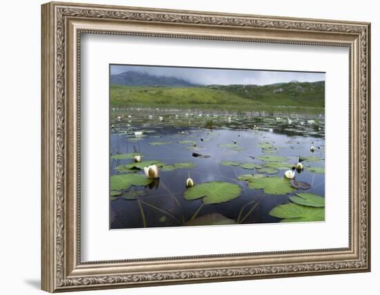 Isle of Lewis, European White Water Lily in Pond. Scotland-Martin Zwick-Framed Photographic Print