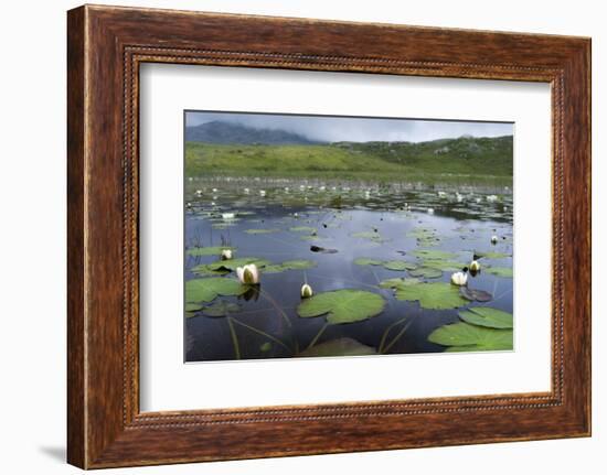 Isle of Lewis, European White Water Lily in Pond. Scotland-Martin Zwick-Framed Photographic Print