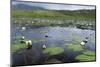 Isle of Lewis, European White Water Lily in Pond. Scotland-Martin Zwick-Mounted Photographic Print