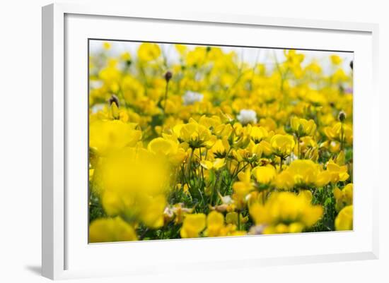 Isle of Lewis, Machair with Birds Foot Trefoil, Scotland-Martin Zwick-Framed Photographic Print