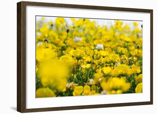 Isle of Lewis, Machair with Birds Foot Trefoil, Scotland-Martin Zwick-Framed Photographic Print