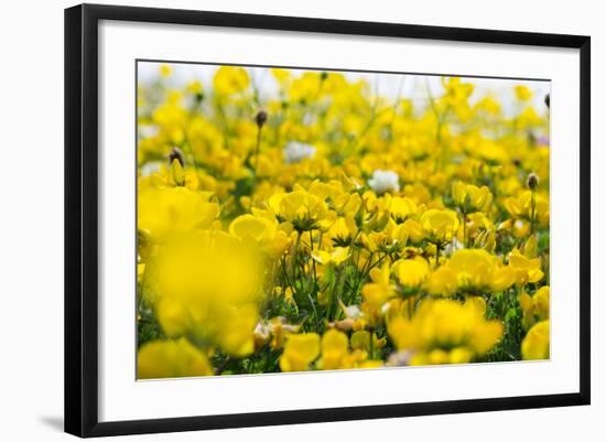 Isle of Lewis, Machair with Birds Foot Trefoil, Scotland-Martin Zwick-Framed Photographic Print