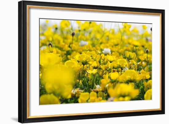 Isle of Lewis, Machair with Birds Foot Trefoil, Scotland-Martin Zwick-Framed Photographic Print