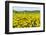 Isle of Lewis, Machair with Birds Foot Trefoil, Scotland-Martin Zwick-Framed Photographic Print