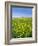 Isle of Lewis, Machair with Buttercup Wildflowers. Scotland-Martin Zwick-Framed Photographic Print