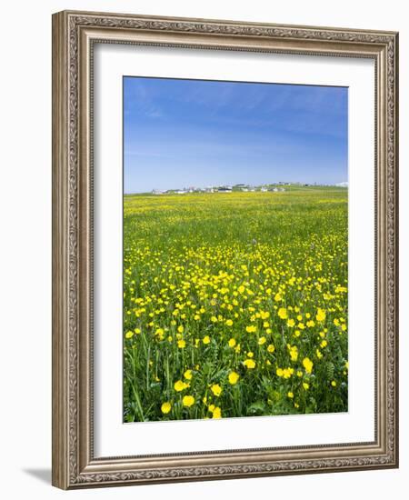 Isle of Lewis, Machair with Buttercup Wildflowers. Scotland-Martin Zwick-Framed Photographic Print