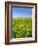 Isle of Lewis, Machair with Buttercup Wildflowers. Scotland-Martin Zwick-Framed Photographic Print