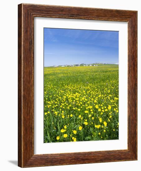 Isle of Lewis, Machair with Buttercup Wildflowers. Scotland-Martin Zwick-Framed Photographic Print