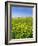 Isle of Lewis, Machair with Buttercup Wildflowers. Scotland-Martin Zwick-Framed Photographic Print