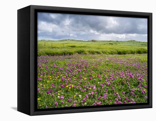 Isle of Lewis, Machair with Red Clover (Trifolium Pratense). Scotland-Martin Zwick-Framed Premier Image Canvas